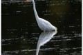 Aigrette en Brennes